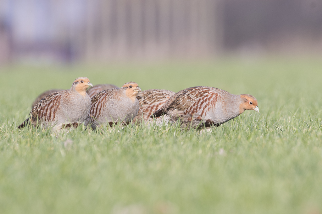 Samen Bruchem en omgeving aantrekkelijker maken